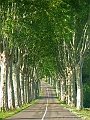 Allee platanes